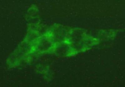 Molecular Thermostat