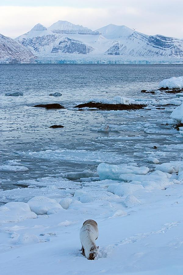 Desperate Measures during Icy Winters