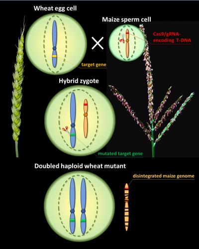Side-Directed Mutagenesis in Wheat Via Haploid Induction by Maize