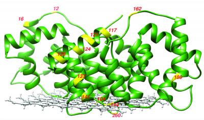 X-ray Crystal Structure of Membrane-Bound Annexing B12 in the Presence of Ca2+