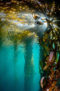 Wild kelp forests seen during a dive at Monastery beach in Carmel, CA