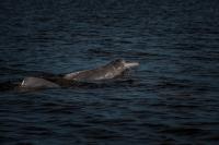 COLOMBIA : Orinoco River River Dolphins: PUERTO CARRE&Ntilde;O, COLOMBIA