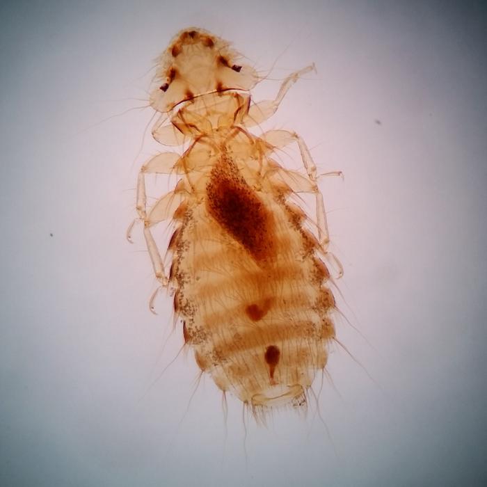 Chicken body louse