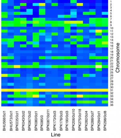 Leishmania Chromosomal Chaos