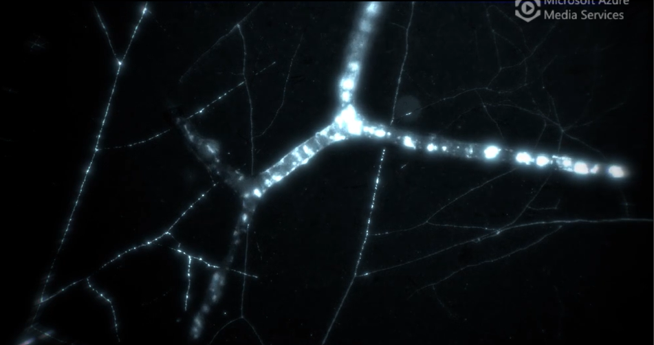 Flows of fluorescently labeled carbon inside mycorrhizal fungi