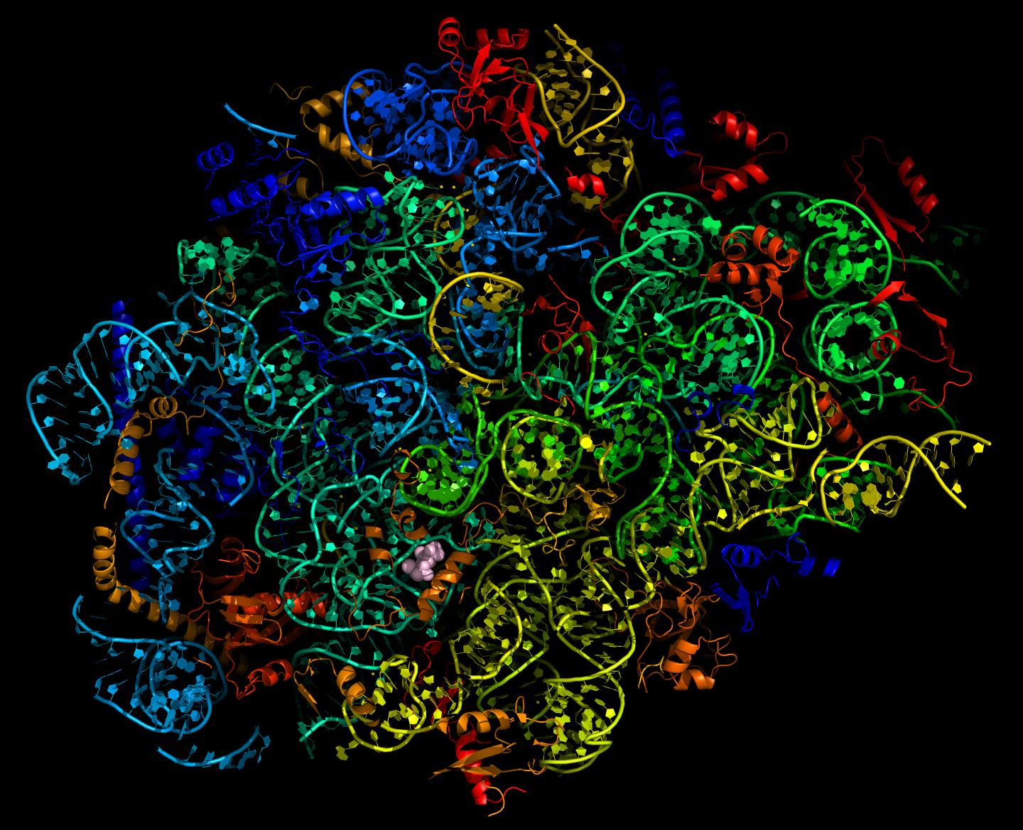Map of Ribosome and Drug