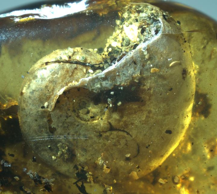 The Ammonite in Burmese Amber