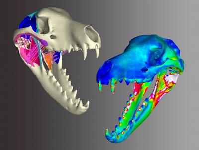 Thylacine Skull Stress