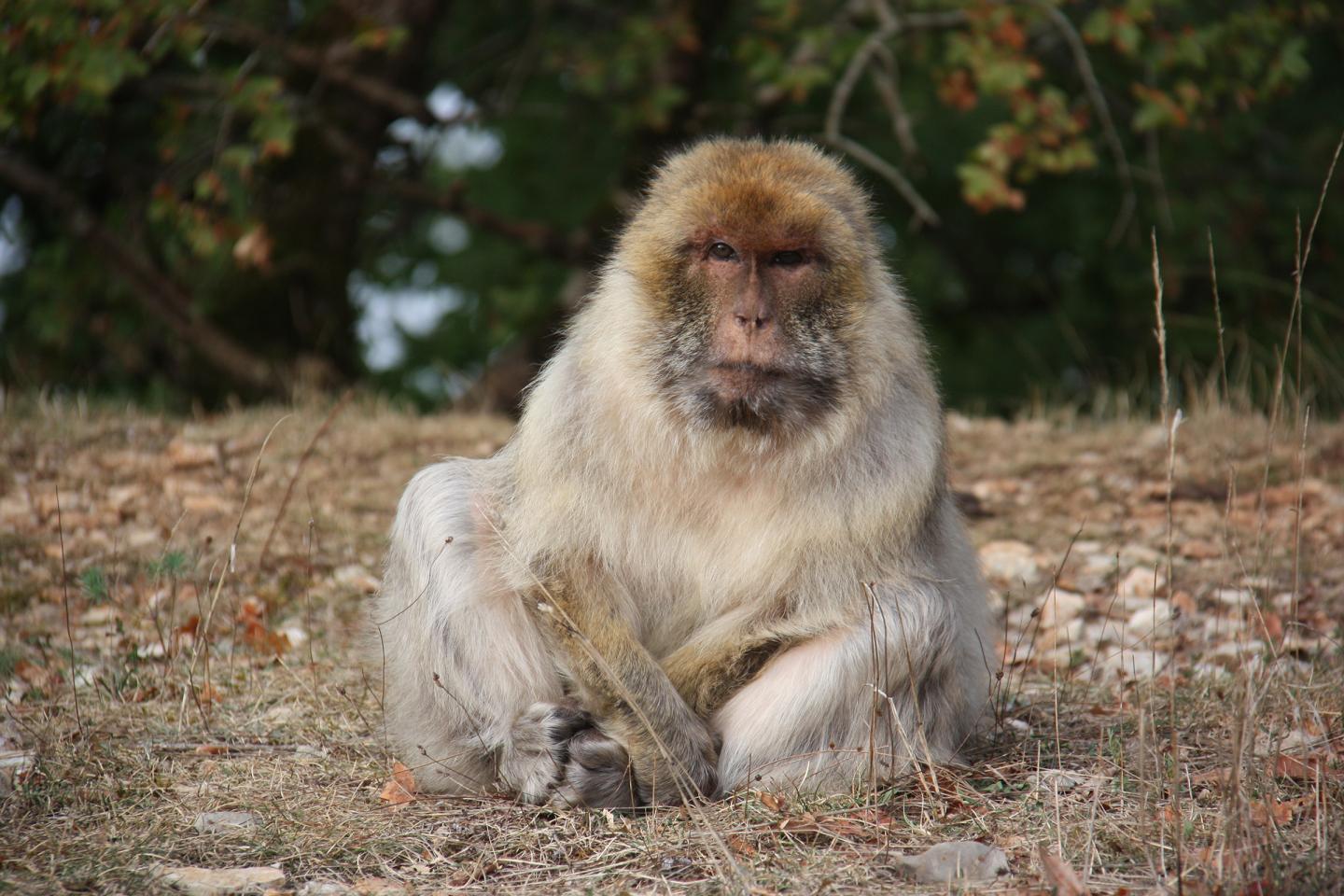 An Old Female Barbary Macaque