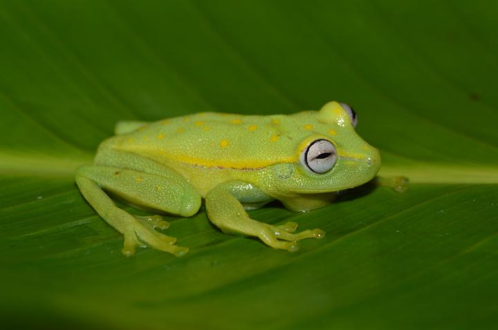 <em>Hypsiboas punctatus</em> Frog