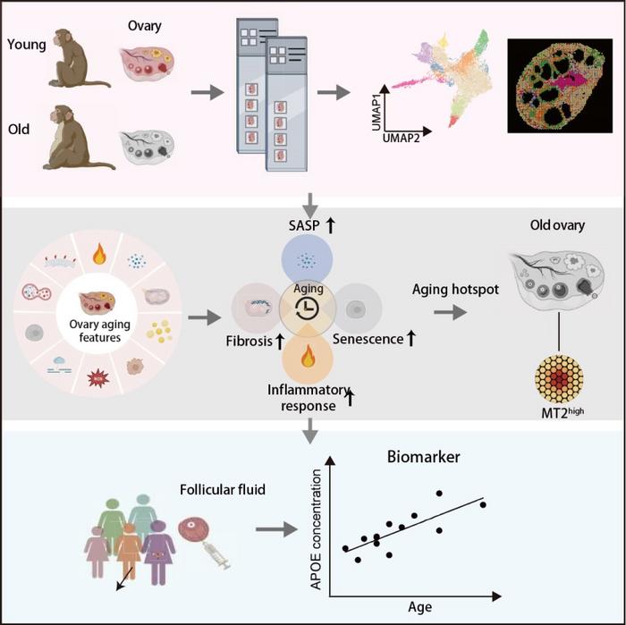 The cellular and molecular alterations associated with ovarian aging revealed by spatiotemporal transcriptomics.