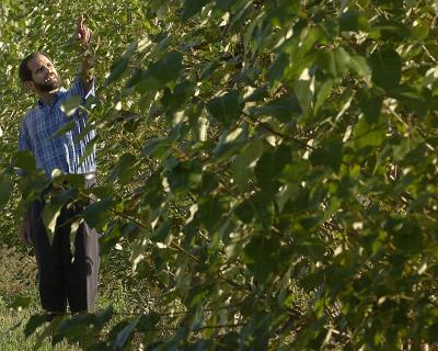 Richard Meilan Inspects a Row of Hybrid Poplars