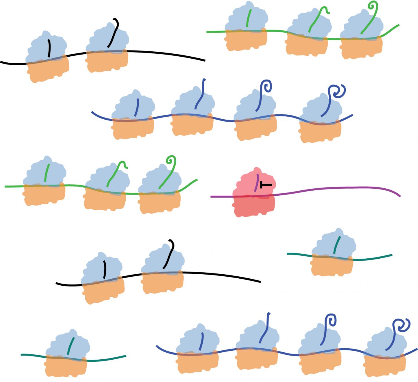 Drug Stalls Ribosome