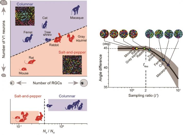 Species-Specific Organization of the Visual Cortex
