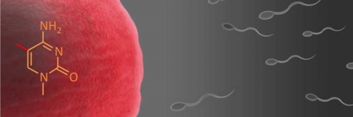 The Egg's Epigenetic 'Blueprint' is Important for Placenta Development in Pregnancy