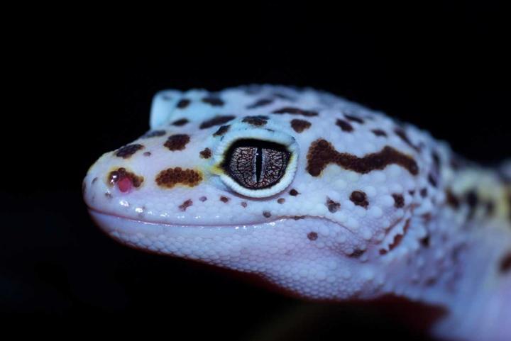 Leopard Gecko