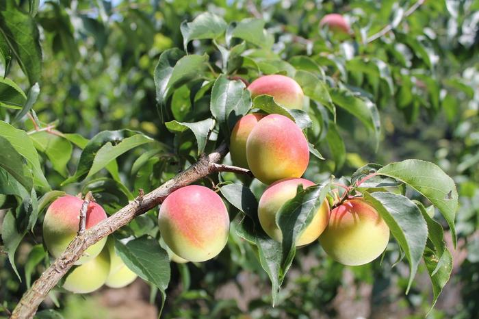 Juice Concentrate from Japanese Fruit Benefits Cardiovascular Health, Scientists at the Lewis Katz School of Medicine at Temple University Report