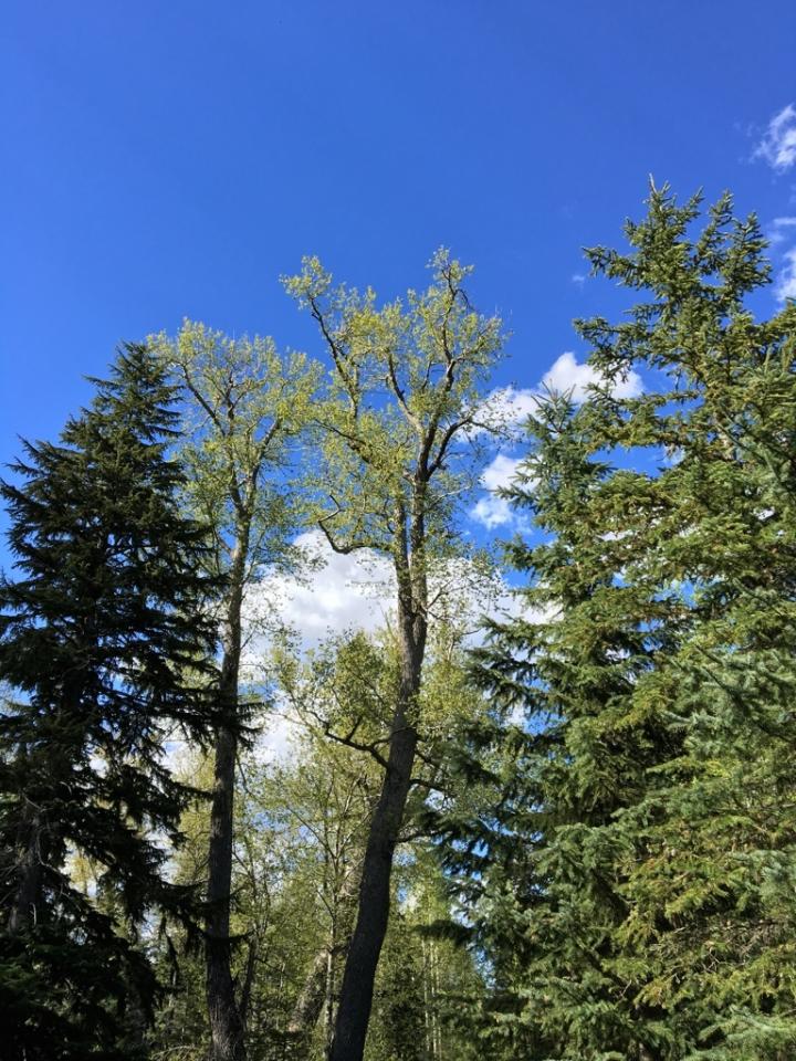 Research on environmental history in Oregon