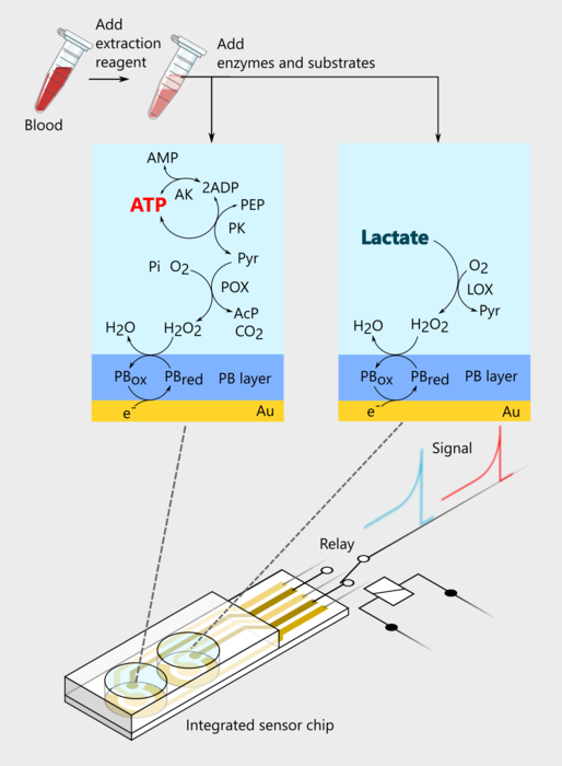 Schematic representation of the proposed sensor for sequentially detecting ATP and lactate levels in the blood