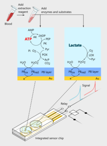 Schematic representation of the proposed sensor for sequentially detecting ATP and lactate levels in the blood