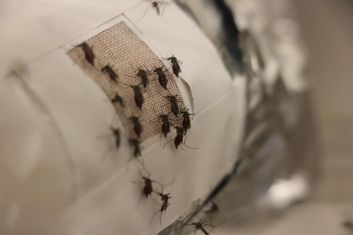 Mosquito Experiments