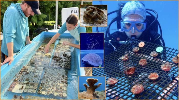 University of Miami, Partners Awarded $16 Million NOAA Grant For Groundbreaking Coral Restoration Project