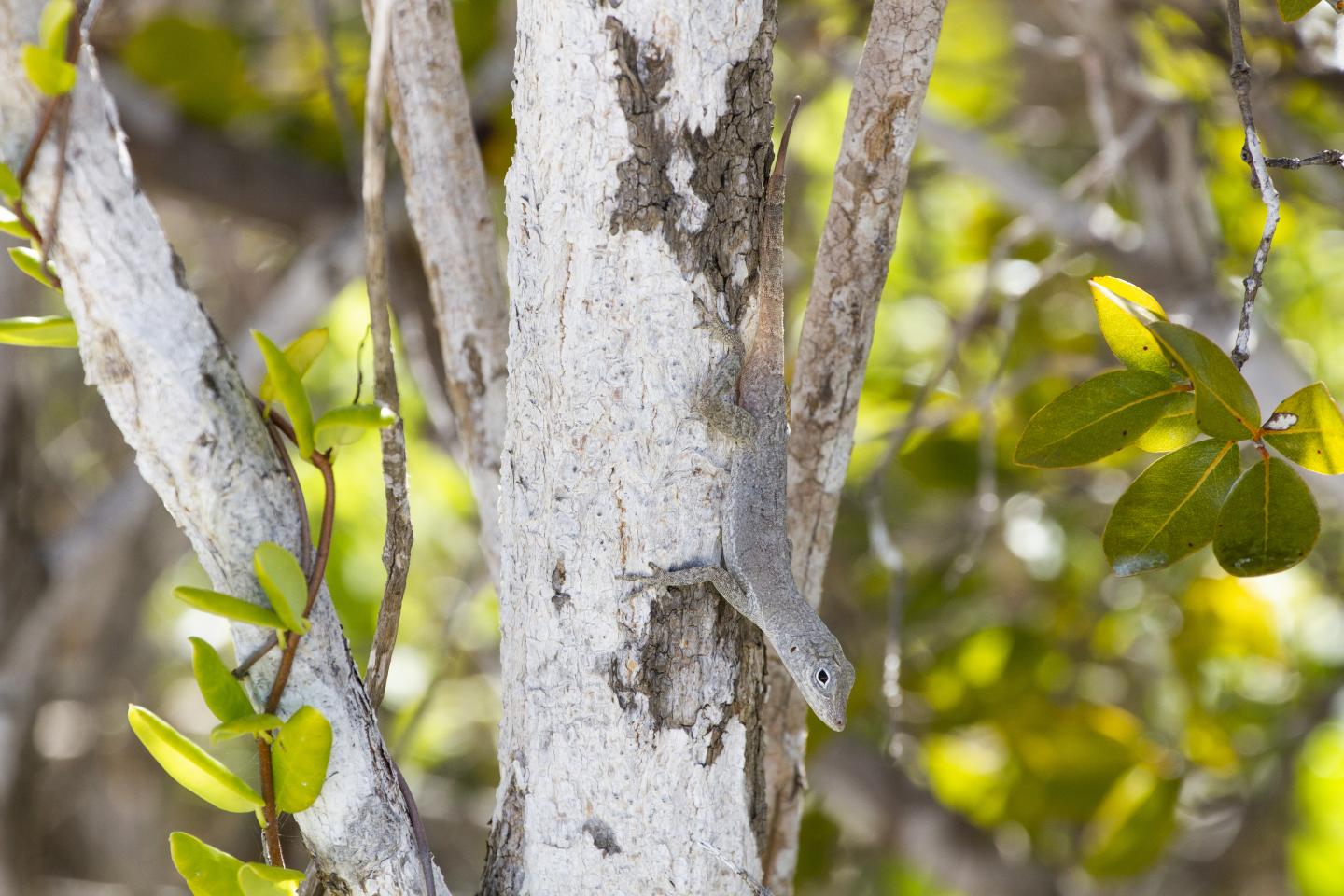 Turks and Caicos anole