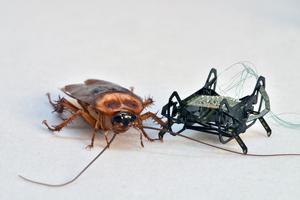 HAMR-Jr meet cockroach