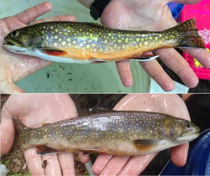 Trouts [IMAGE] EurekAlert! Science News Releases
