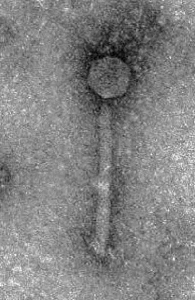 Bacteriophage