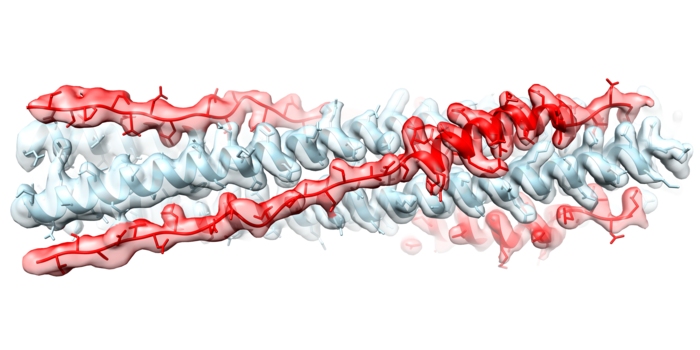 Weaponizing Part of the SARS-CoV-2 Spike Protein Against  Itself to Prevent Infection