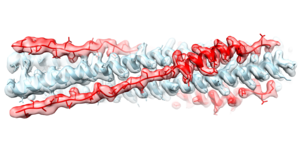 Weaponizing Part of the SARS-CoV-2 Spike Protein Against  Itself to Prevent Infection