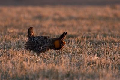 Greater Prairie Chicken