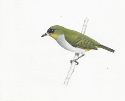 Togian White-Eye