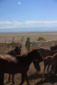 Mongolian Horses in Mongolia