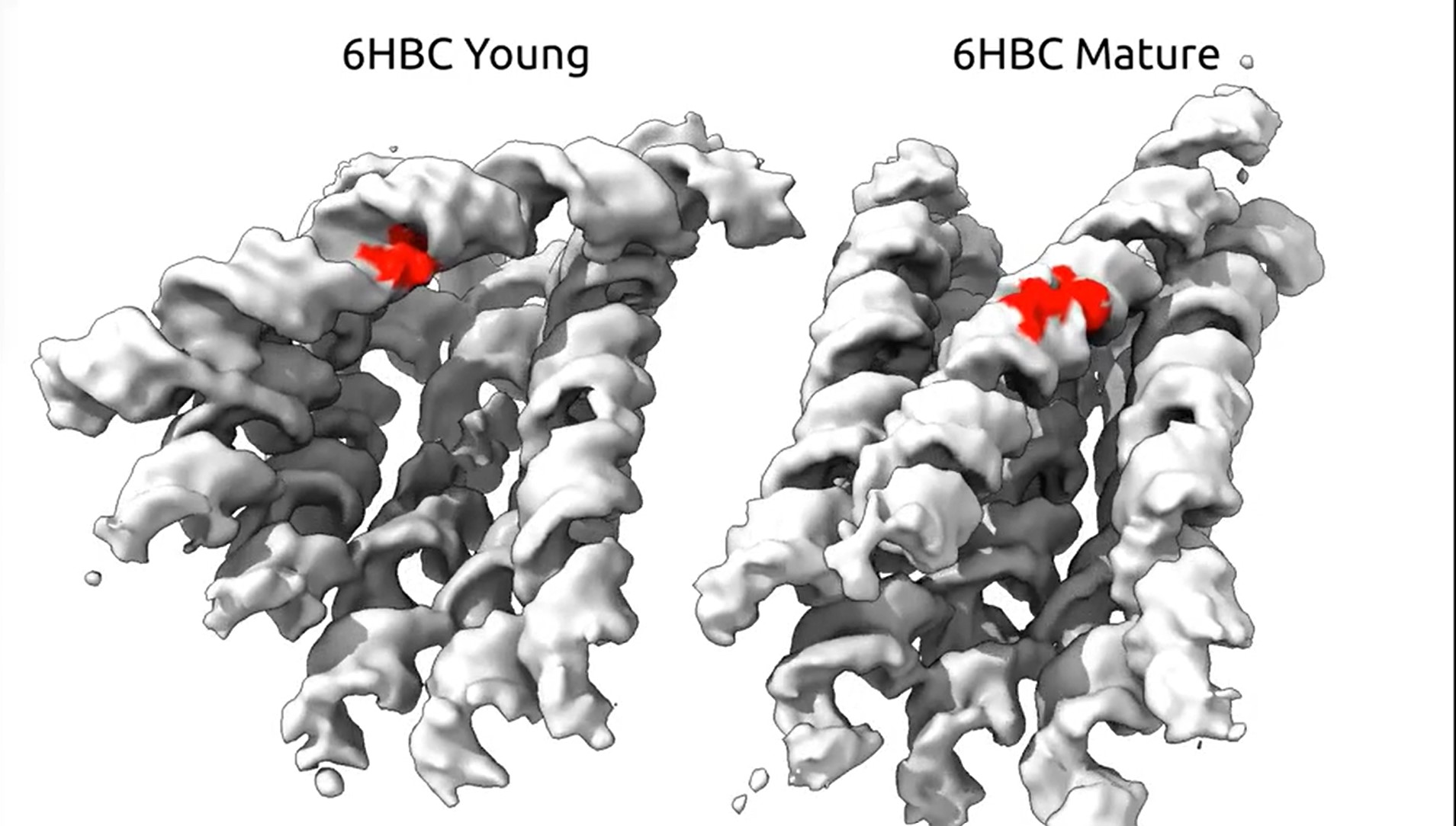 Transition between two different shapes of the same RNA molecule.