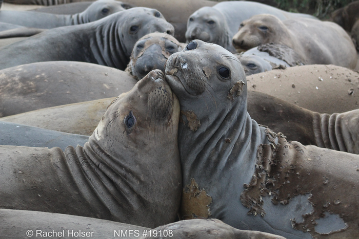 Northern elephant seals