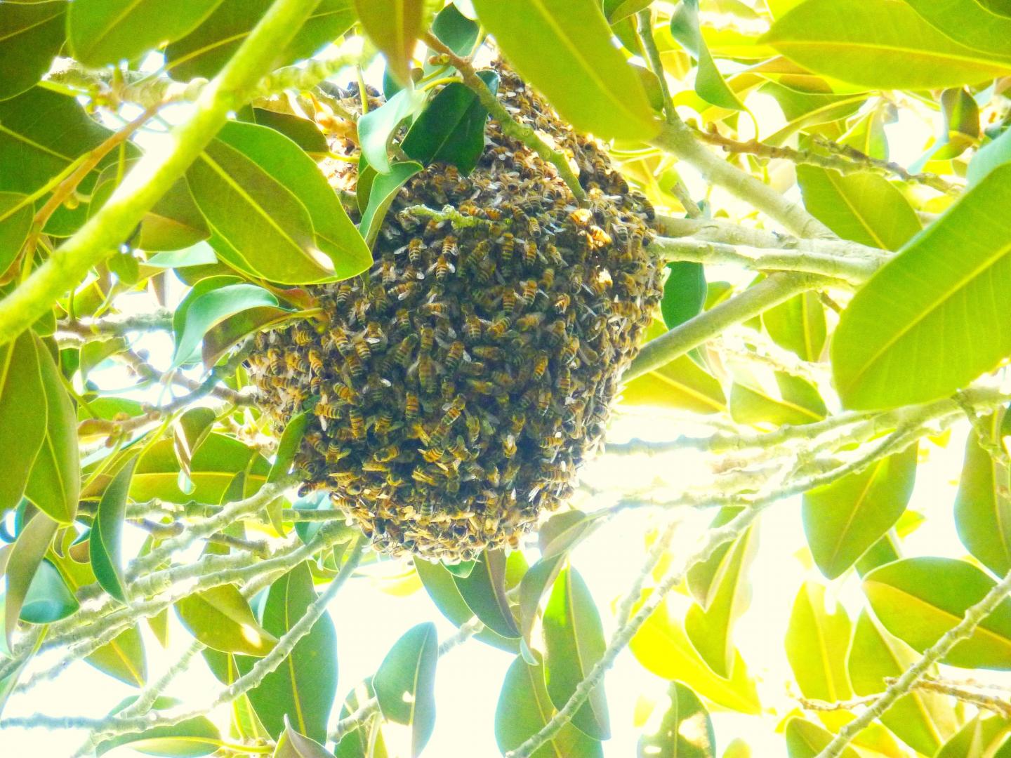 Honey Bee Swarm