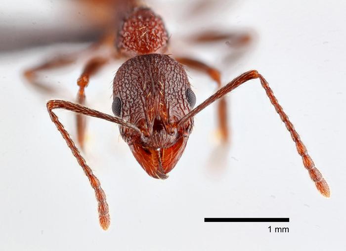 Rare ant species rediscovered in metro area treetops in North Carolina