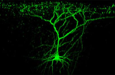 Store Room for Future Learning