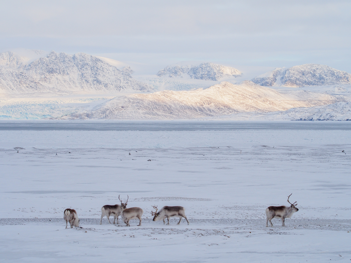 Reindeer in the Arctic Circle