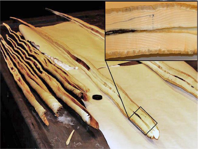 Cut-through narwhal tusk displaying the individual year rings