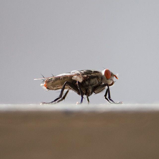 Double Stranded RNA treatment Can Reduce Fertility of Adult House Fly Pests