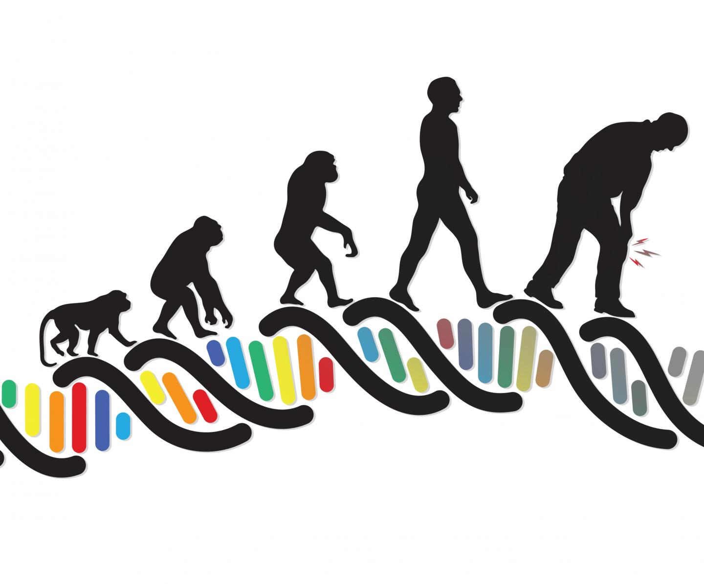 Knee Osteoarthritis: The Evolutionary Trade-Off for Bipedalism