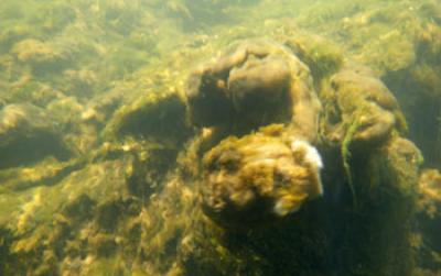 Streambed of Rapid Creek, S.D. Covered with Didymo Mats