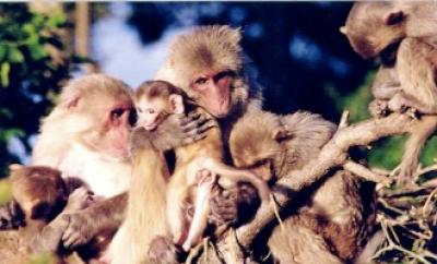 Rhesus Macaque