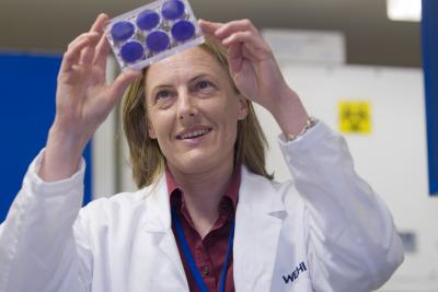 Dr. Gabrielle Belz, Walter and Eliza Hall Institute