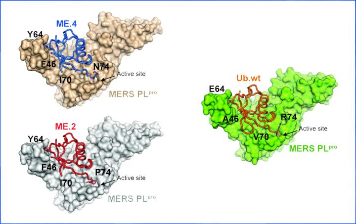 Engineered Ubiquitins as an Anti-viral Tool