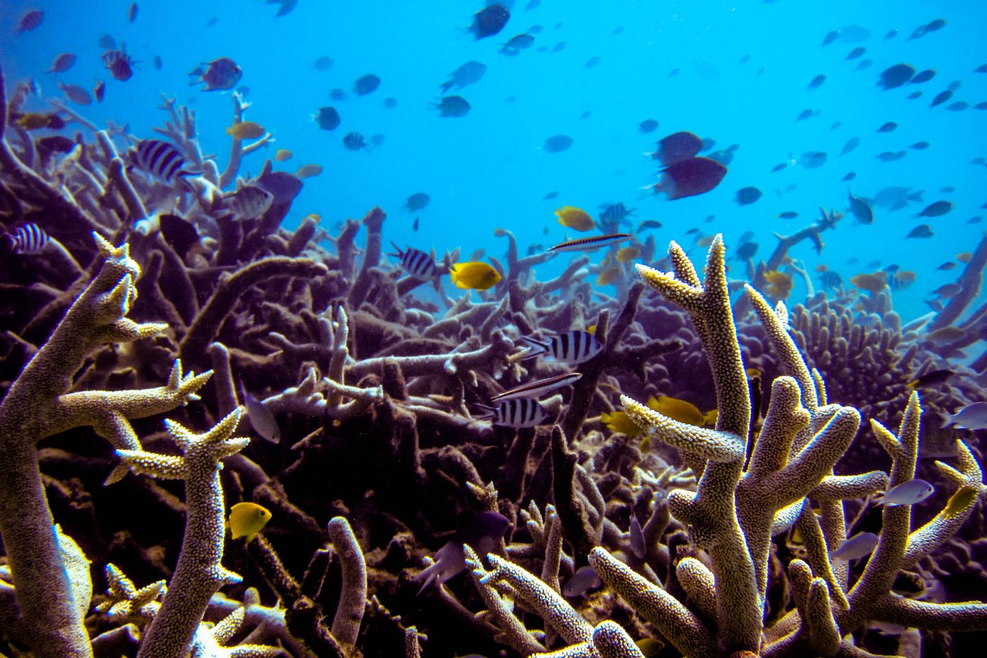 Коралловый риф отзывы. Барракуда в коралловых рифах. Коралловый риф в Австралии. Мезоамериканский Барьерный риф. Коралловые рифы Пемба.