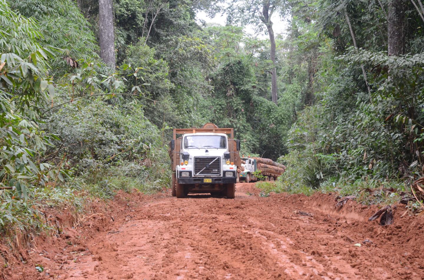 Logging Road in Peru